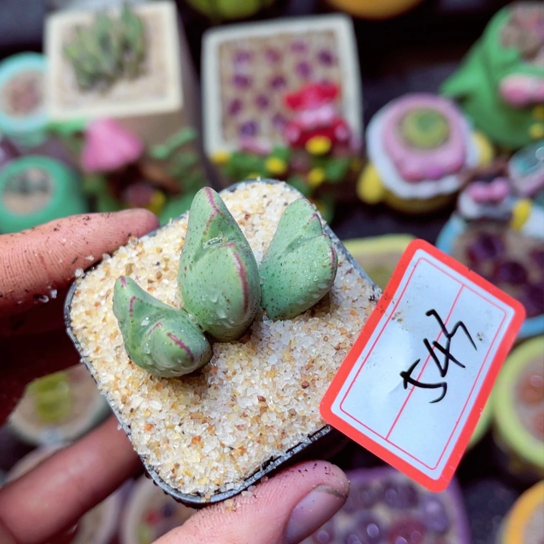 543生石花带盆发