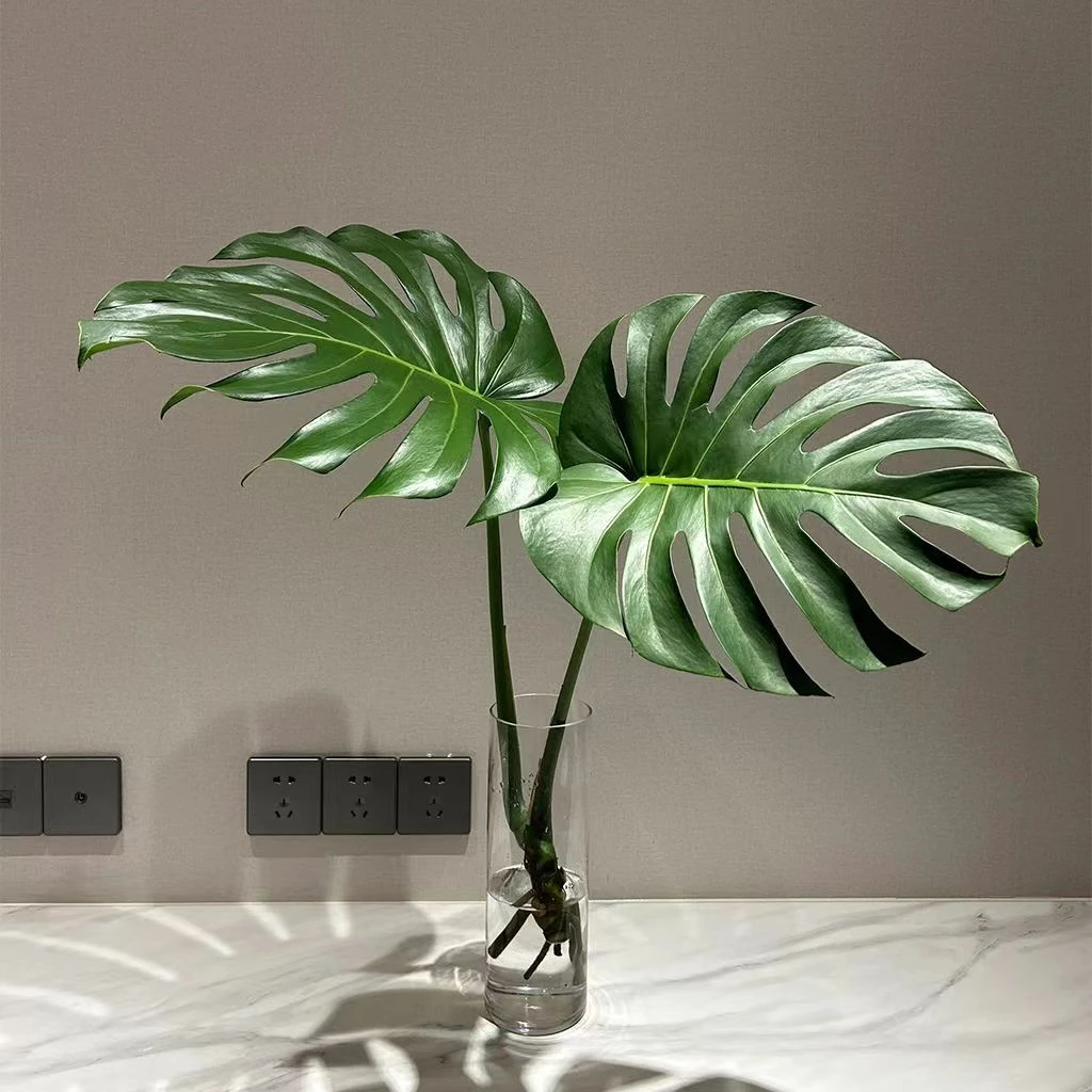 【40冠幅】大叶龟背竹室内客厅植物办公室绿植净化空气吸甲醛老桩好