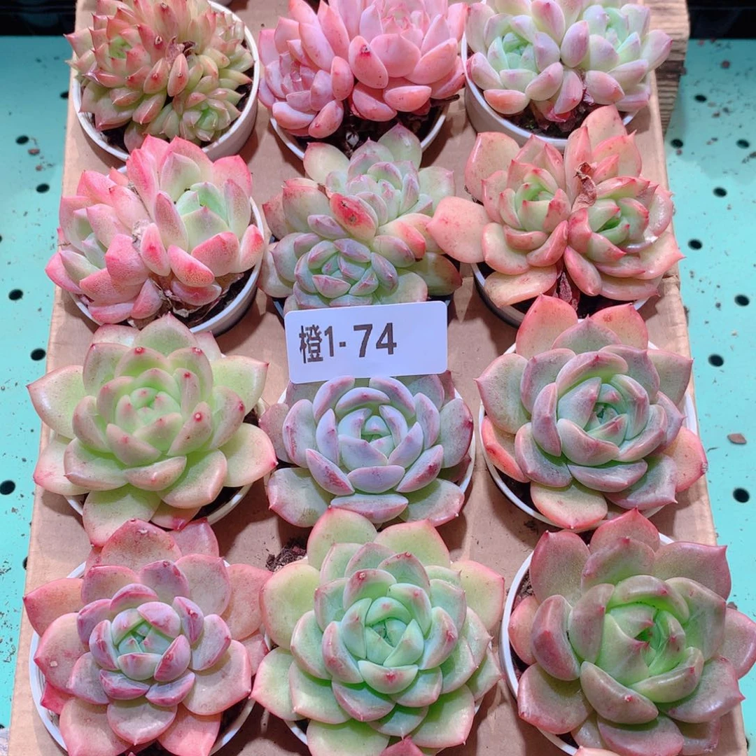 1-74一物一拍多肉带盆18颗