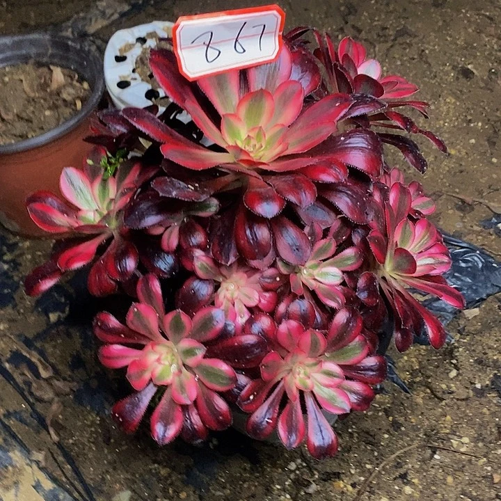 香奈儿丽娜法师867号