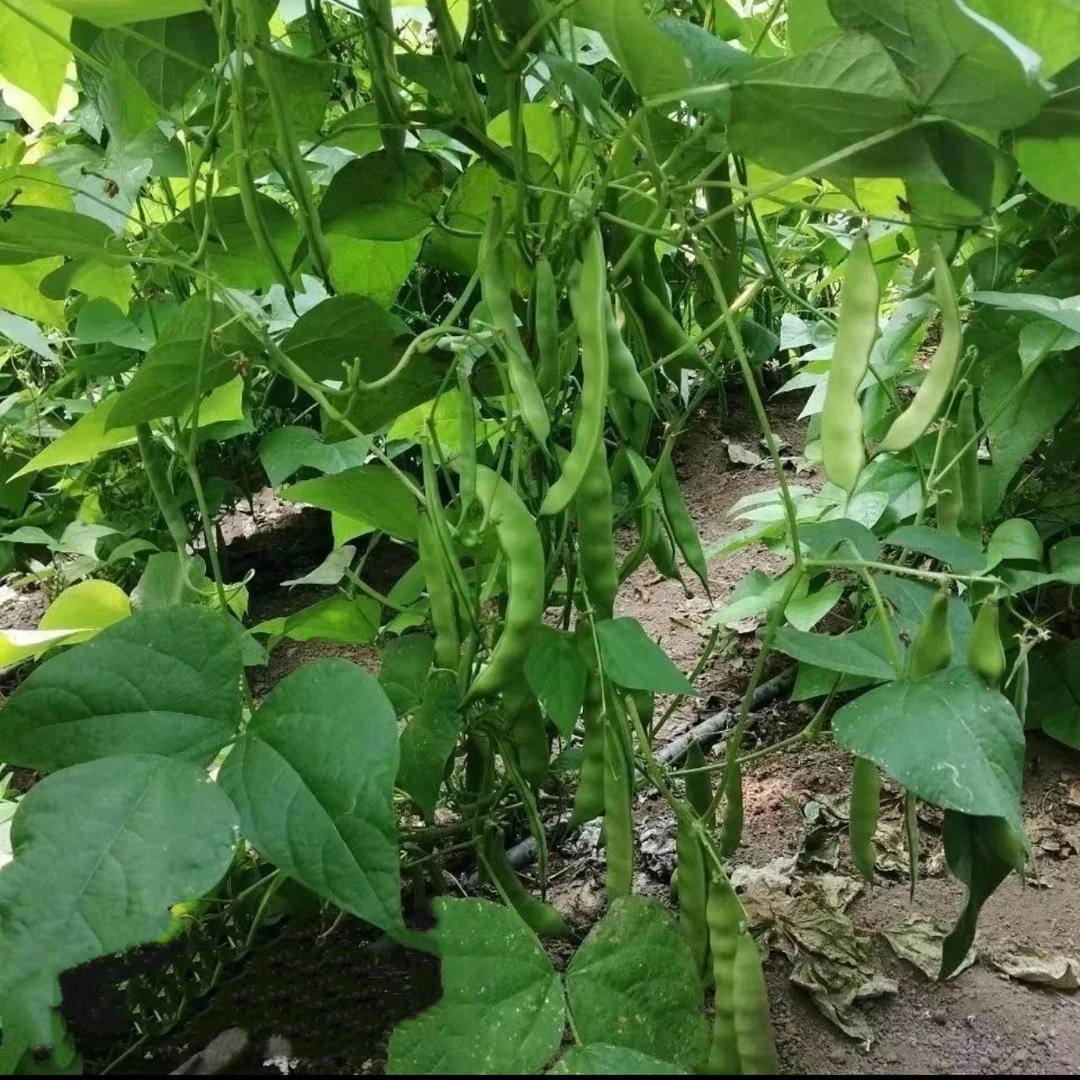 【中通包邮 】东北黑龙江正宗 油豆角现摘现发开锅即烂