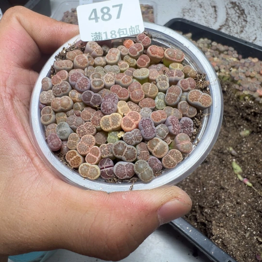 【闪购商品】 487。