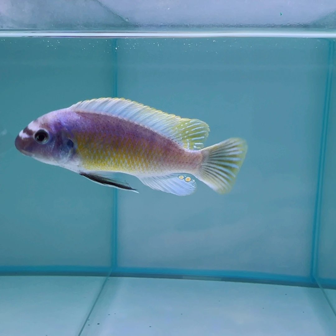 慈鲷卡塔乐小丑，10厘米，175号格子