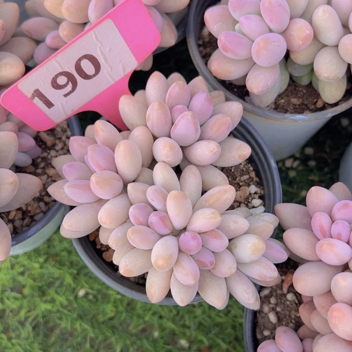 健健康康平平安安