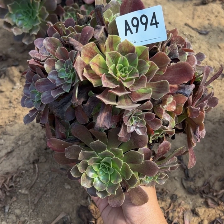 欧若拉多肉植物994.
