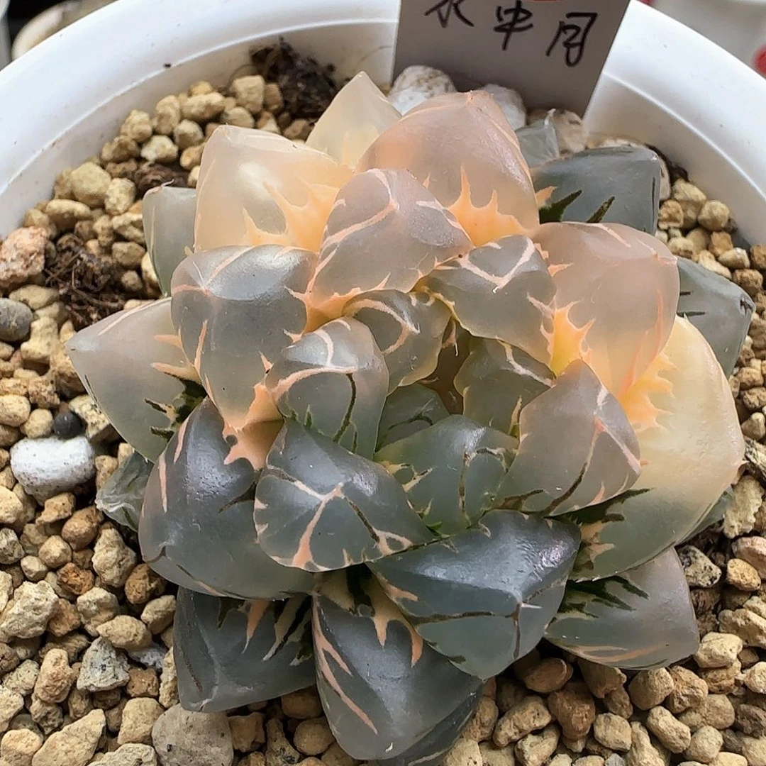 118号水中月半边糊斑一物一拍带盆土