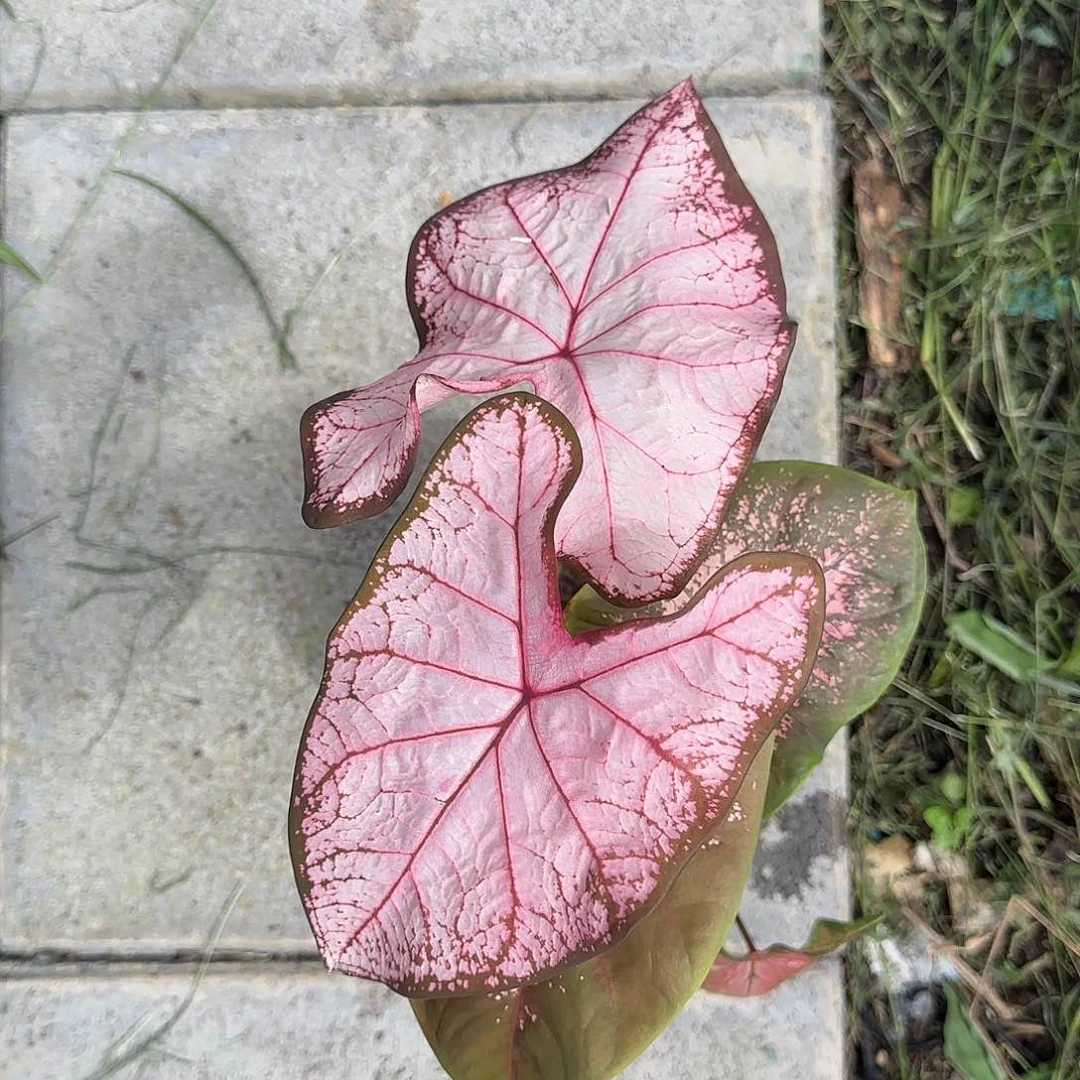 26-0603泰国发货冰沙