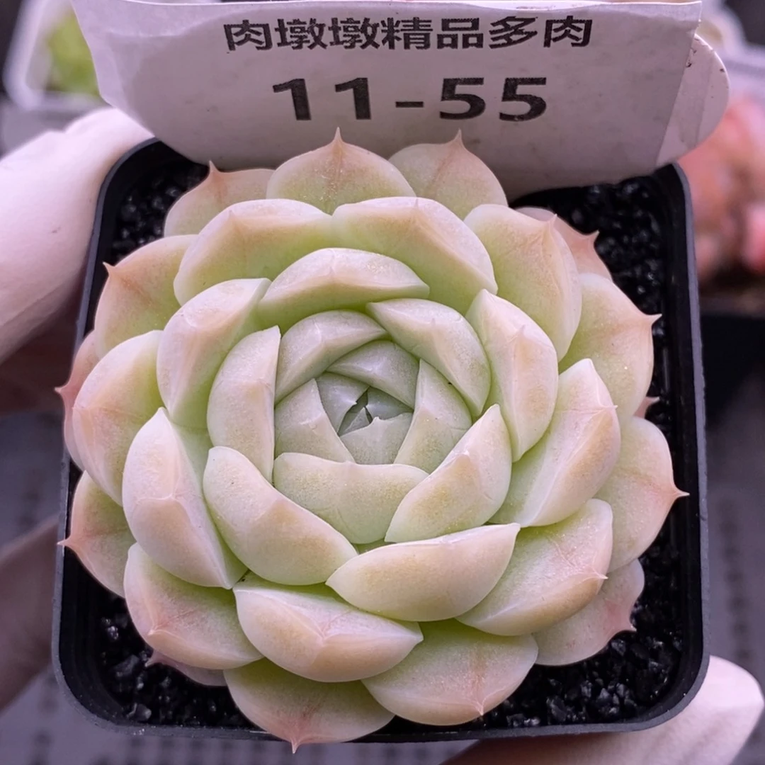 【闪购商品】11-55立夏