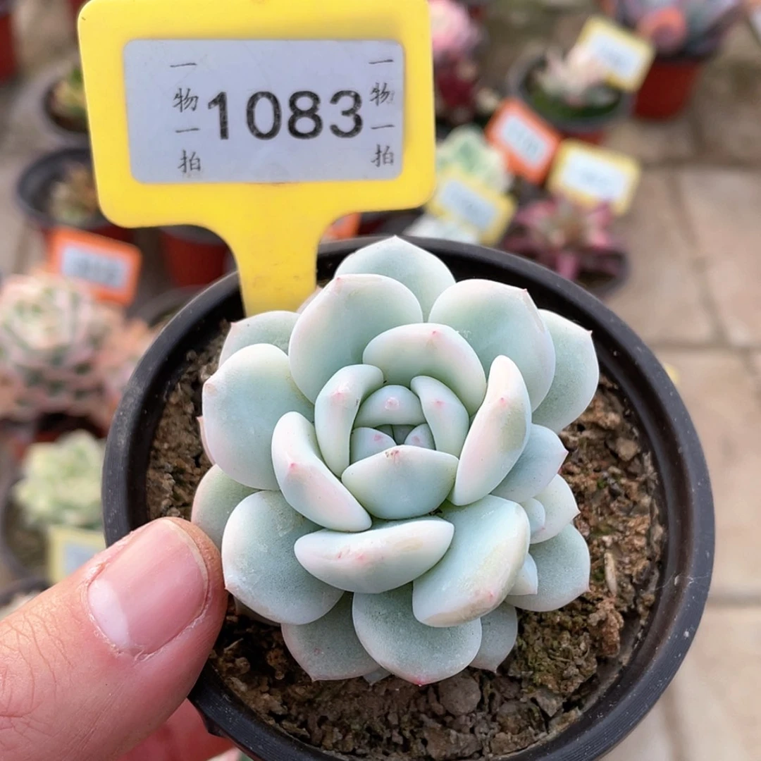 【闪购商品】1083号