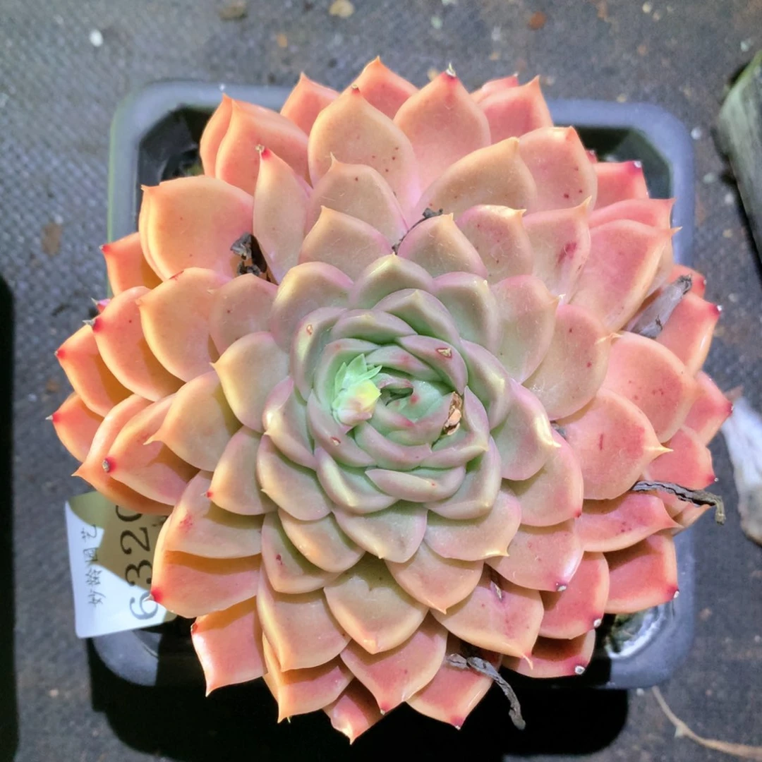 6320杂交多肉植物