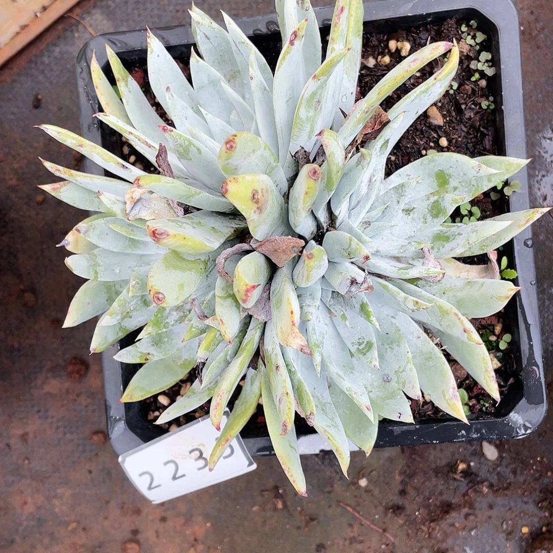 雪山多头老桩2235