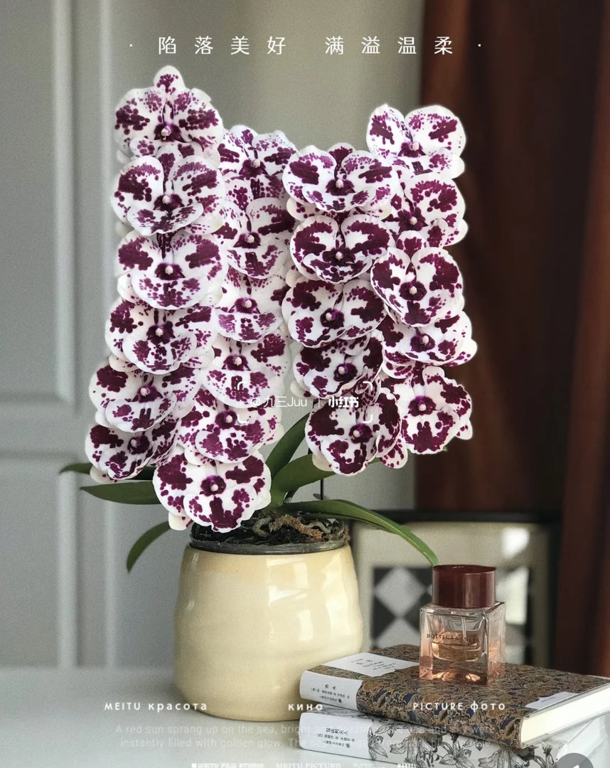 【独角兽】蝴蝶兰独角兽3.5寸双剑发货