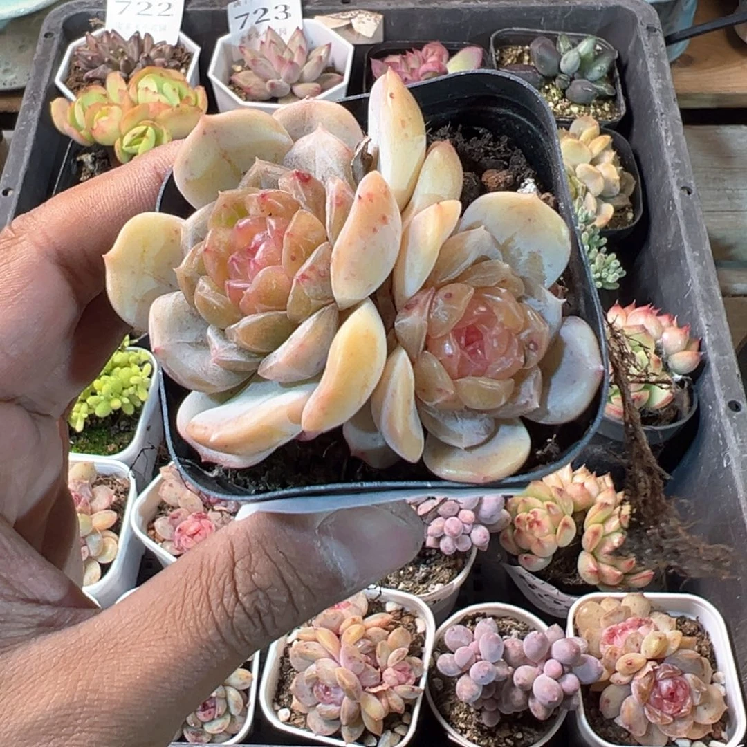 857号双头彩色恋人一物一拍满18包邮