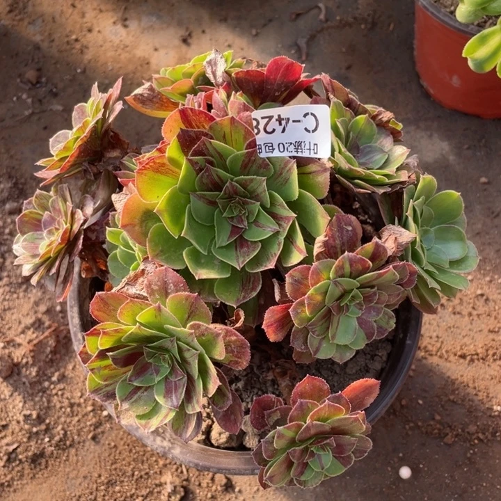 428花月呀多肉123446789