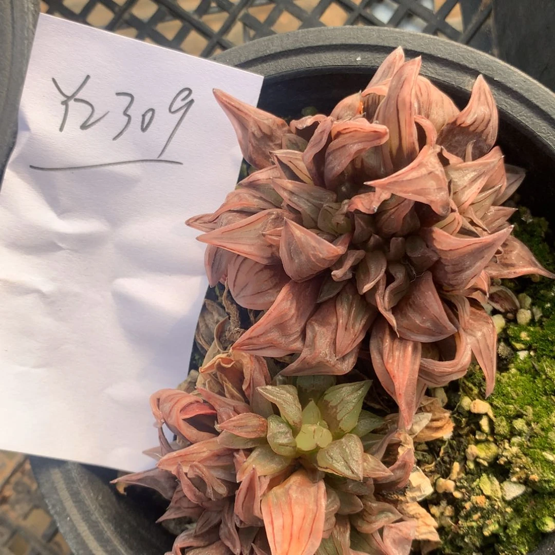 2309。西瓜寿一颗。