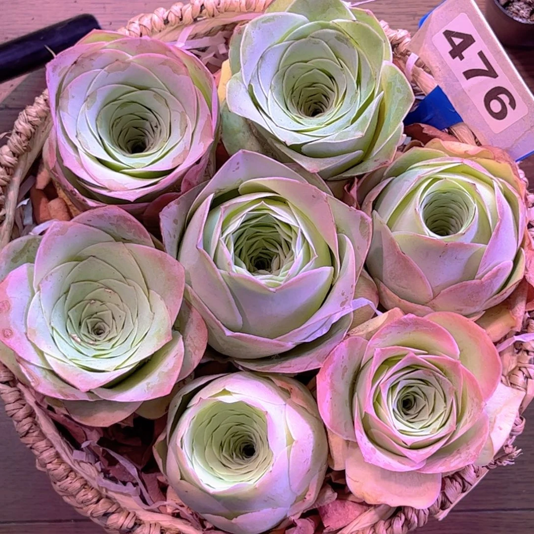 全部花朵L一物一拍花篮476