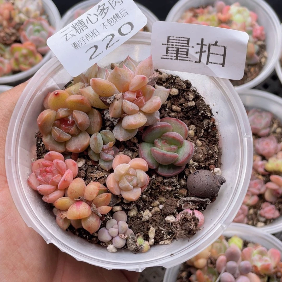 云糖心多肉植物220