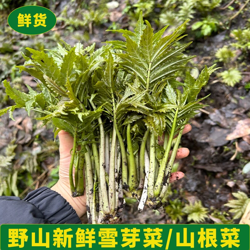 【顺丰包邮】四川高山野菜雪芽菜山根菜石杆菜野菜现货野菜