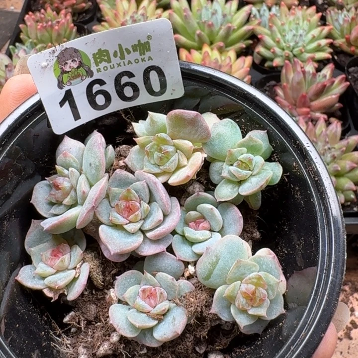 多肉植物多肉植物