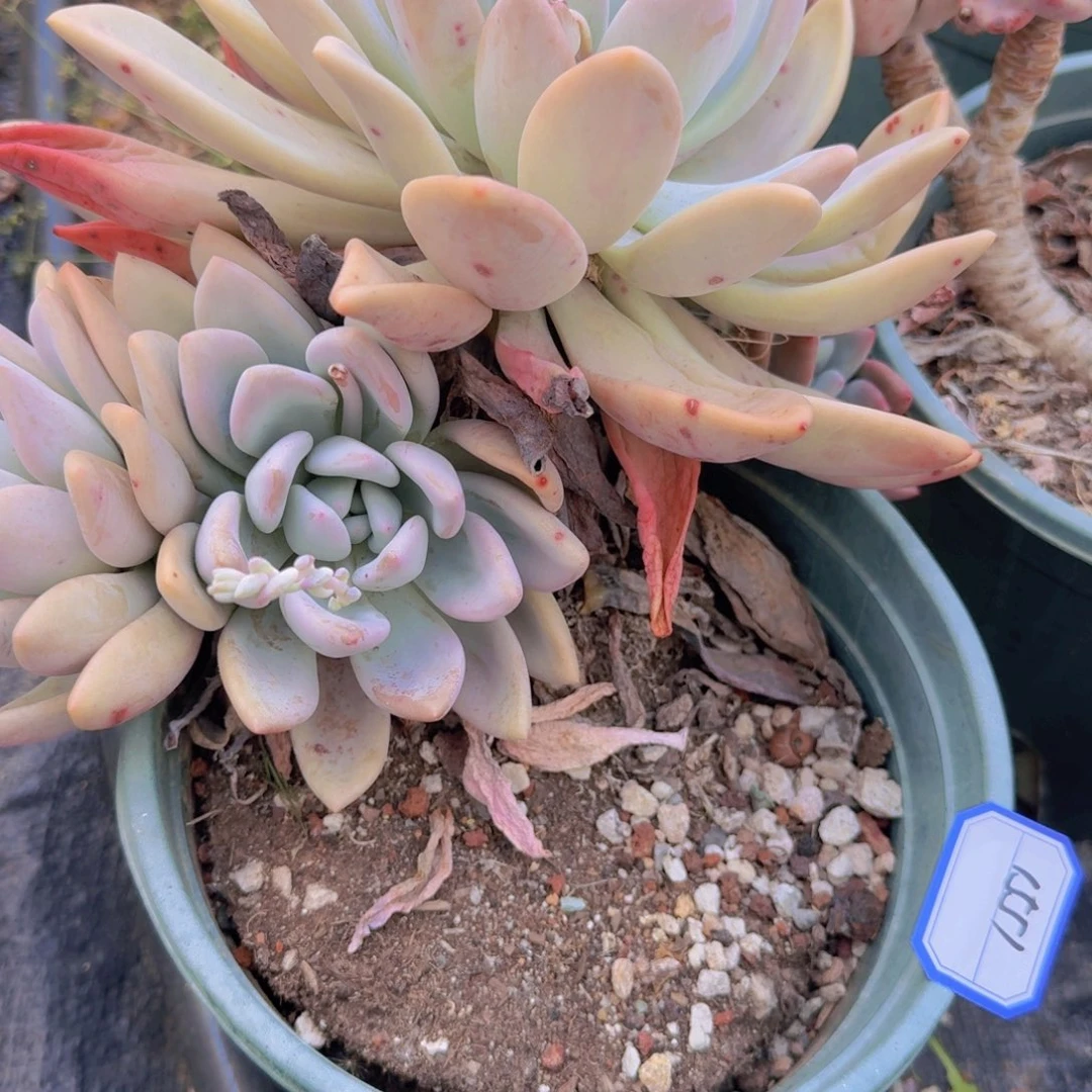 1555奥普凡艺多肉