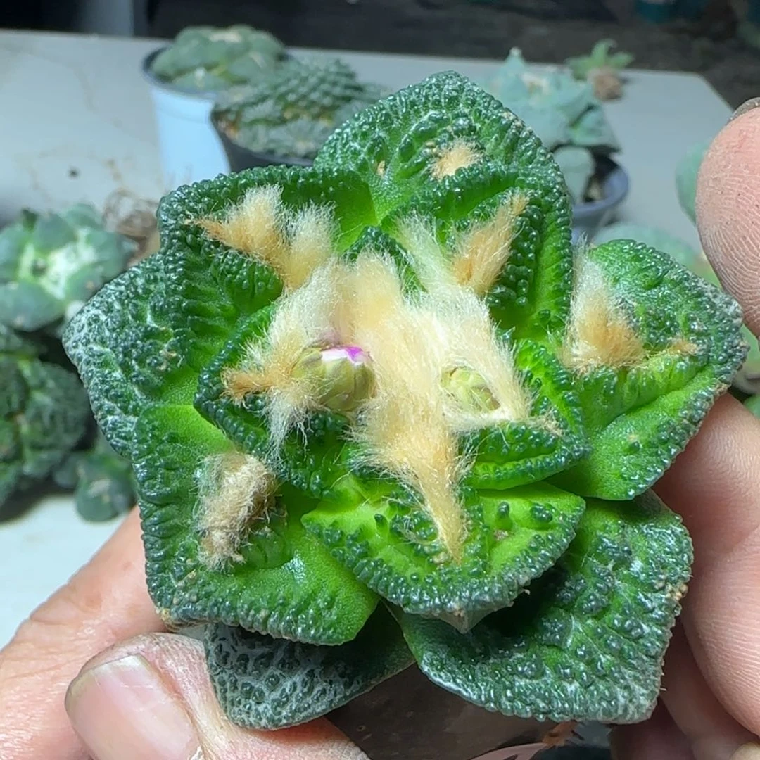 无花朵螺旋风车辛顿281