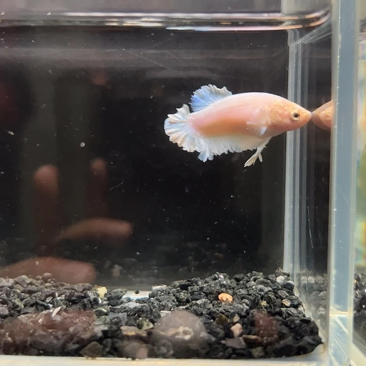 斗鱼竞拍跑单拉黑24日母鱼