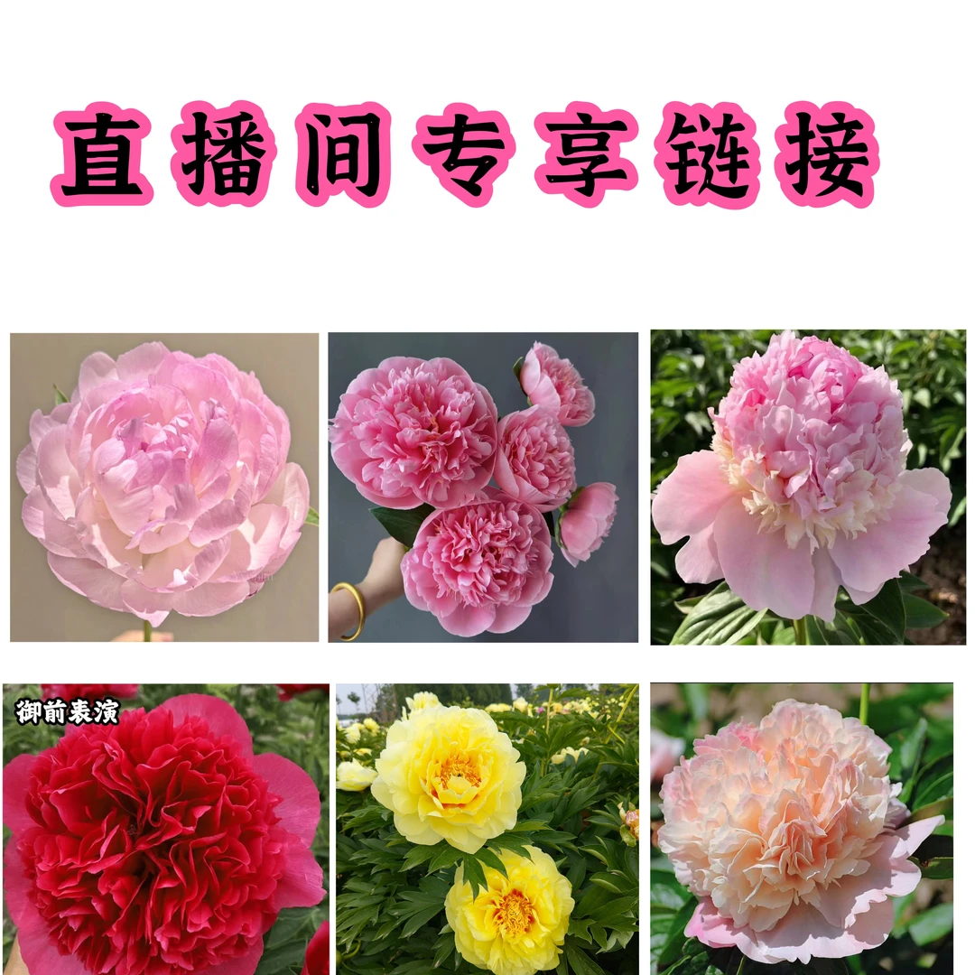 【芍药】直播间一物一拍