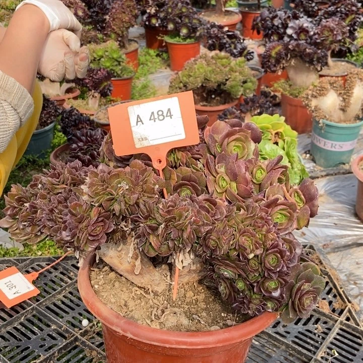 1****t484万缀化朵朵老桩朵朵