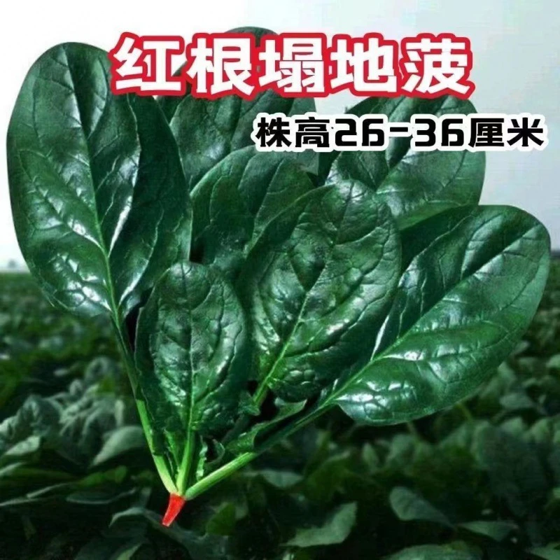 【全店满5包包邮】四季趴地菠菜种子老品种耐寒