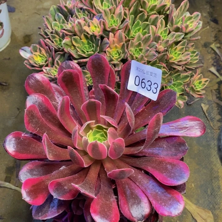 两盆多肉断头不包0633