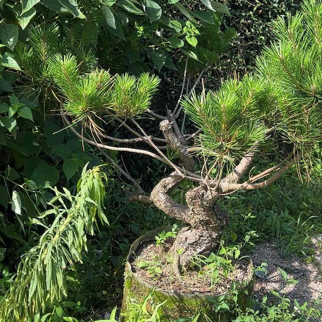 无花朵黑松 盆栽 包邮