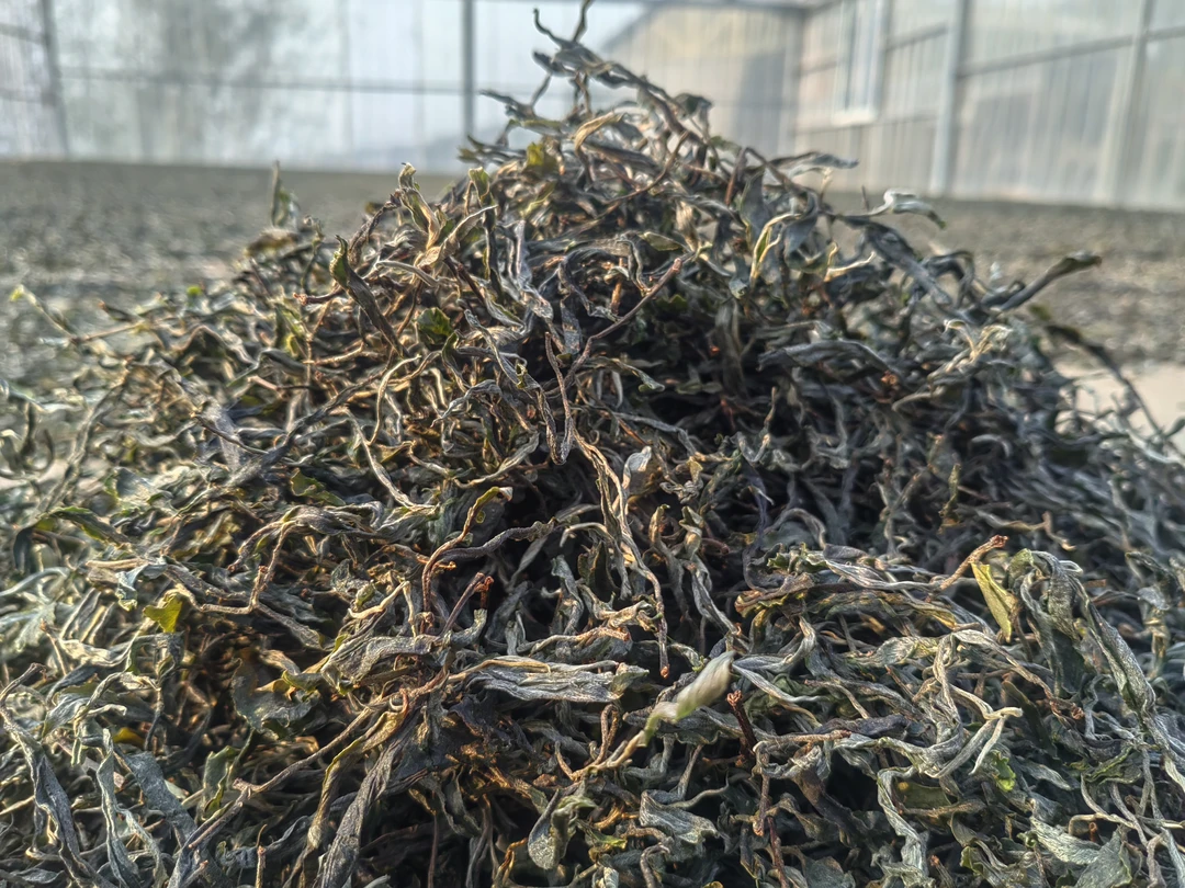 普洱生茶通用链接