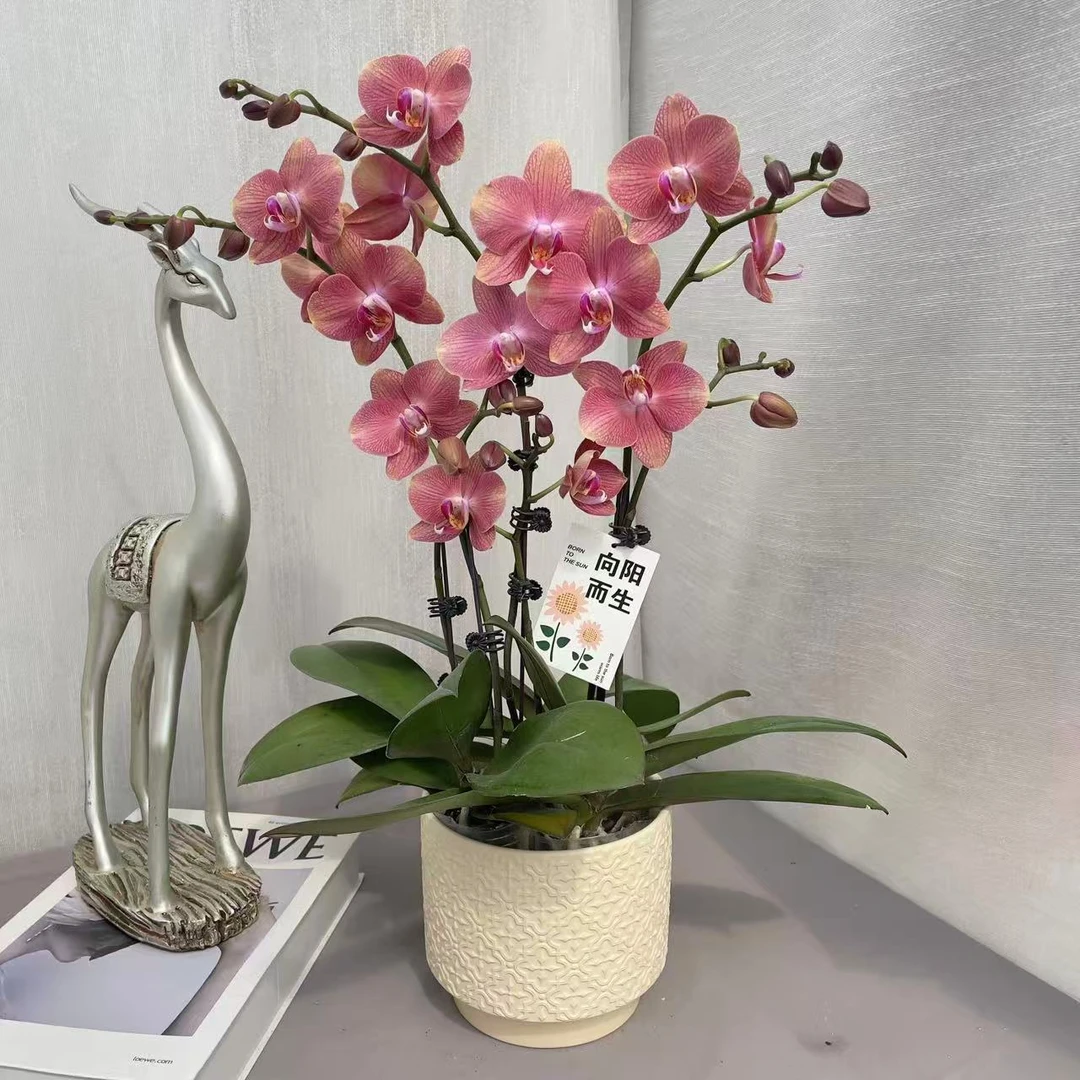 《三文鱼》精品蝴蝶兰 蜡质花 稀有橘粉色系 室内花卉