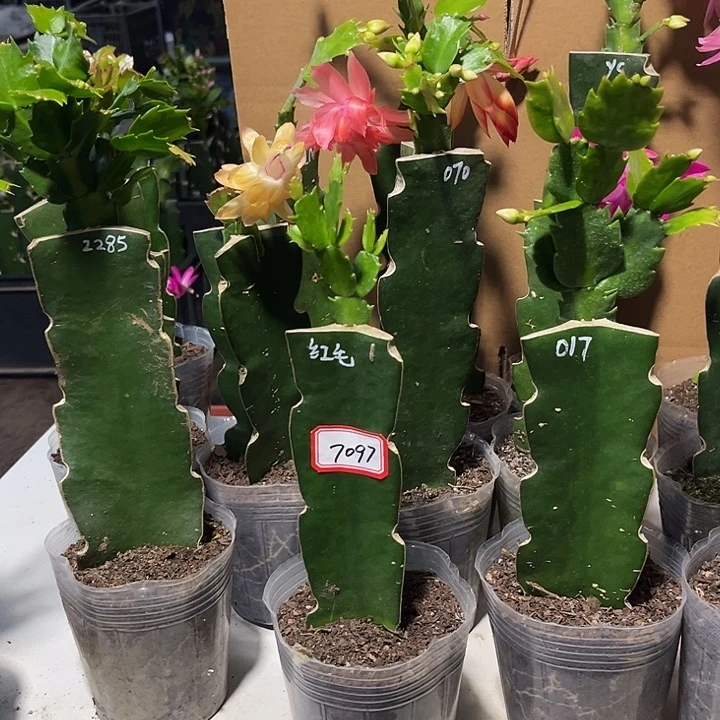 静***音当前无花朵，栽培后可花朵红羽毛