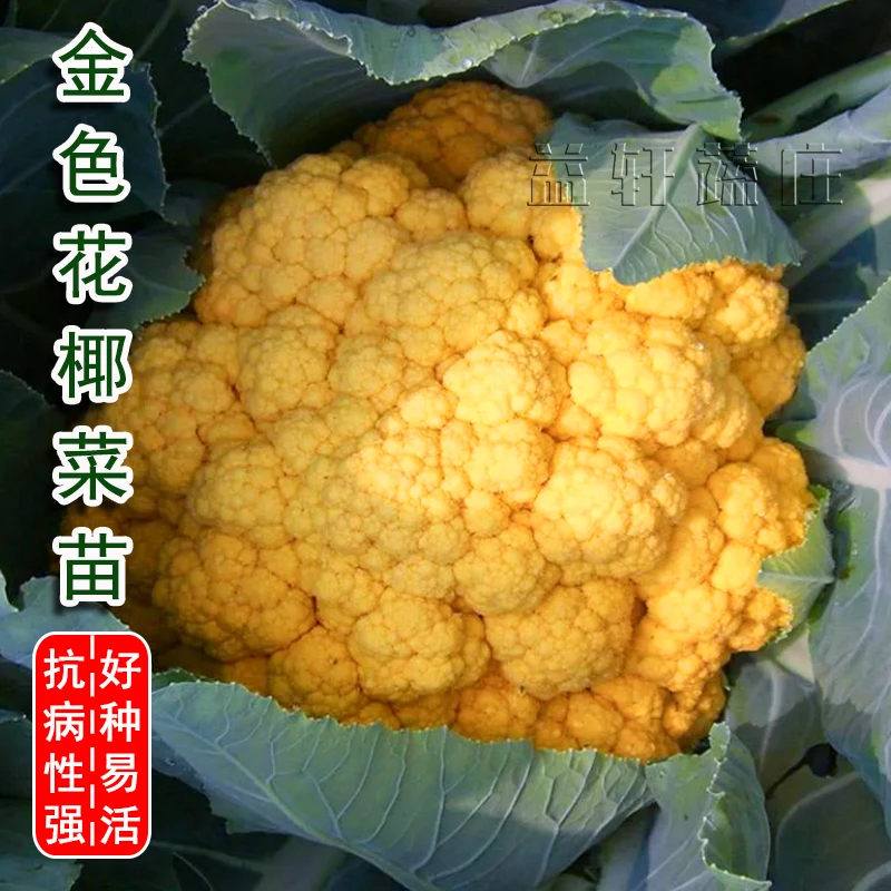 特色黄花菜苗黄色花椰菜苗鲜活黄花菜盆栽露天四季易成活蔬菜种苗
