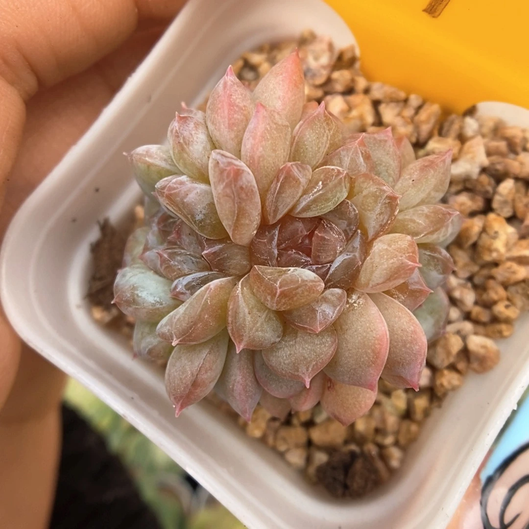 容止甜心朵朵缀619号