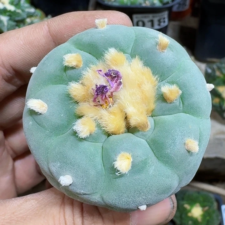 福利实生白肌117