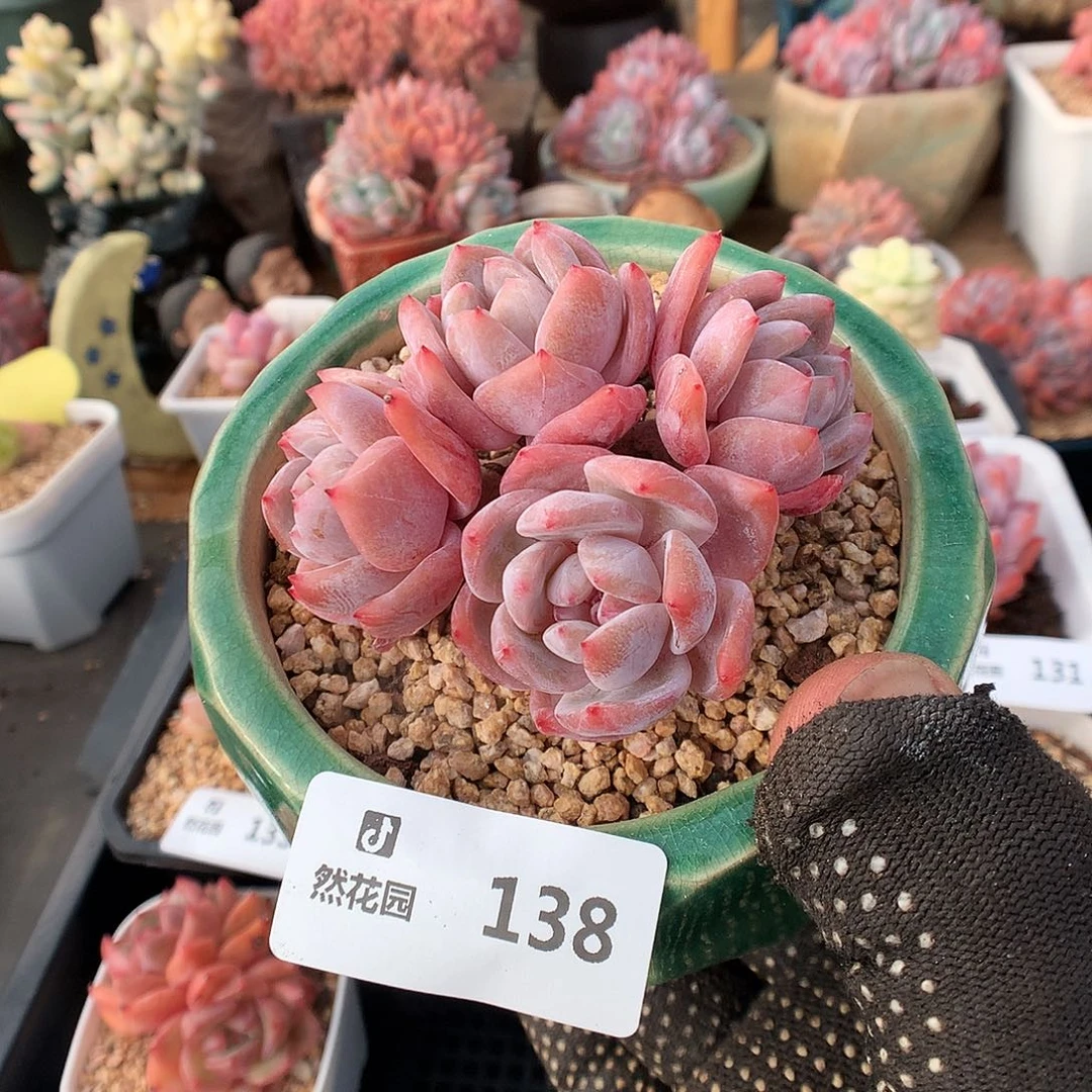 138雪天使多肉植物666