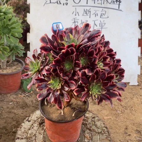 欧嘉莉捧花一物一拍