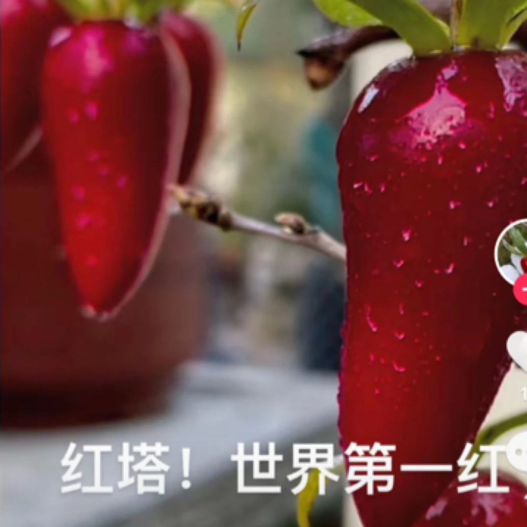 《红塔》老鸦柿品种嫁接苗