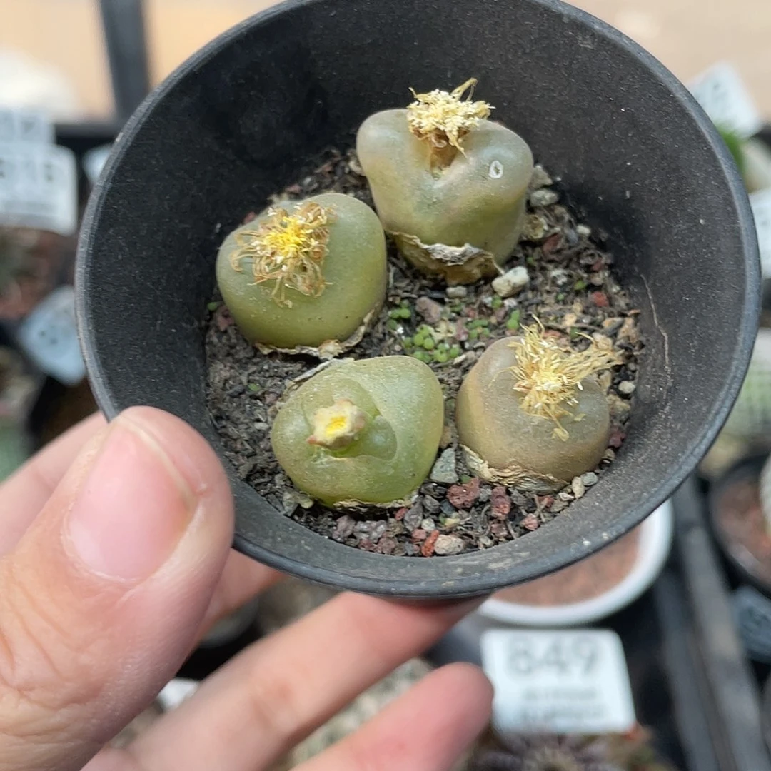 889mao汗尼（满18元包邮）