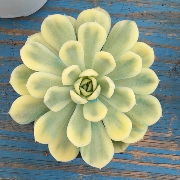 草莓冰锦一物一拍