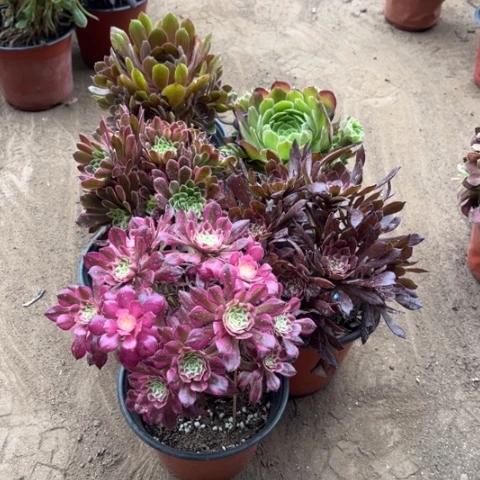 814多肉植物组合