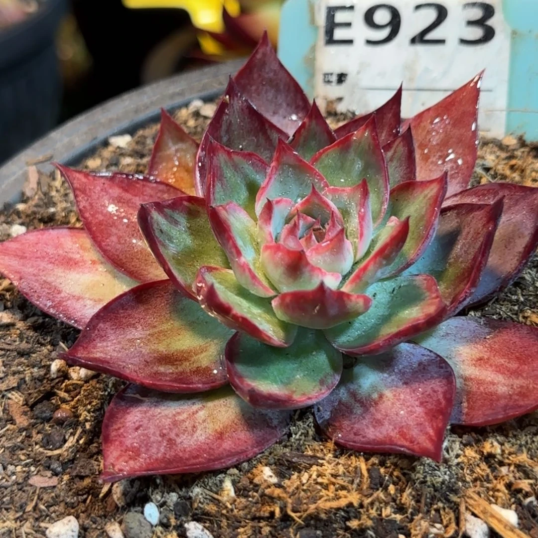 惊鸿一物一拍包装收缩花旱923