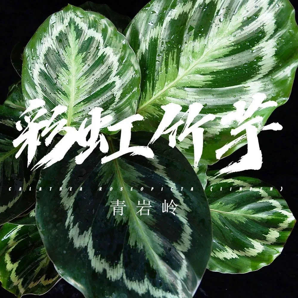 【主播推荐】彩虹竹竽科土培水培植物桌面盆栽喜阴植物室内养护