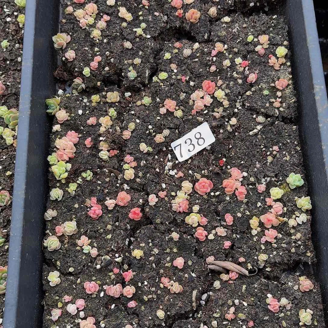 多肉植物多肉植物738
