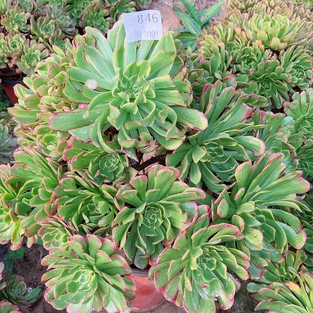 无花朵多肉植物846