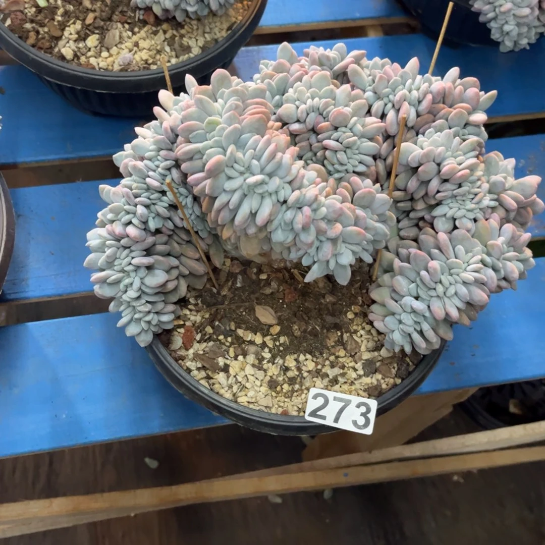 用***7273号新疆西藏内蒙古不包邮
