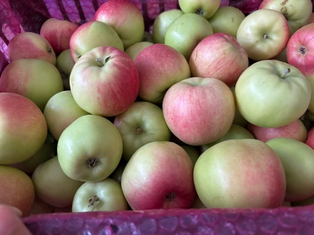 山西运城新鲜晨阳苹果当季时令水果孕妇解馋脆甜多汁