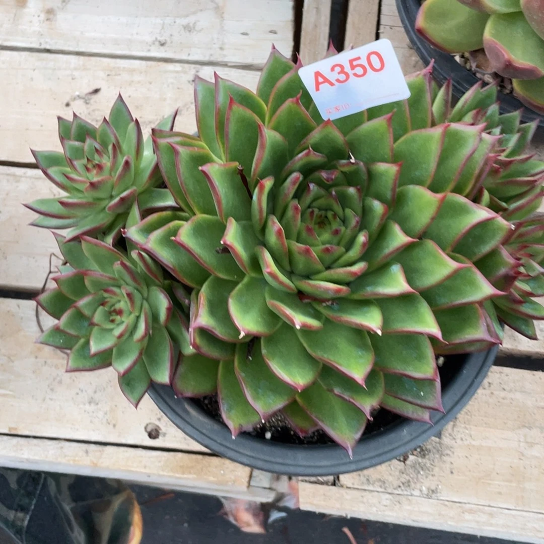 若如东云单拍A350
